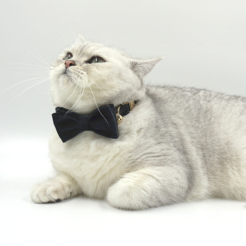 Pettns | Velvet Cat Collar with Bow Detail, Bell and Optional Laser Engraving